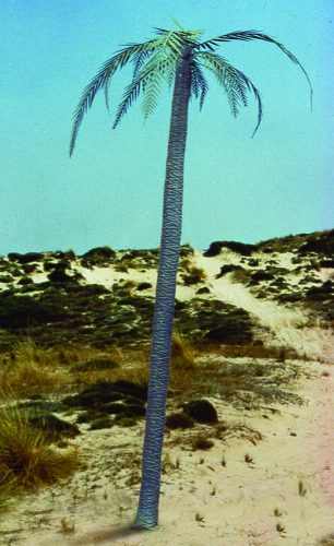 Royal Model - Palm tree