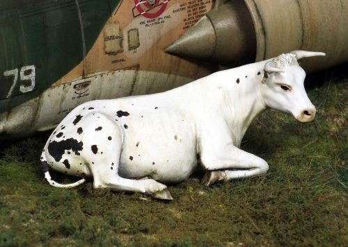 Royal Model - Cow lying down