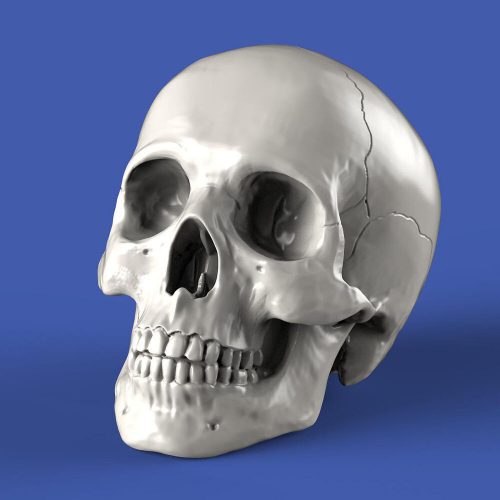 Royal Model - Skulls (54mm)